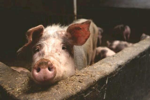 Prasátka ale zabijačky ráda nemají.jpg Prasátka ale zabijačky ráda nemají