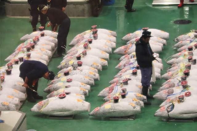 Výstava tučňáků před aukcí.jpg Výstava tučňáků před aukcí