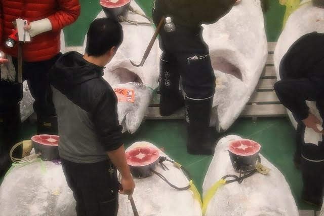 Aukce tuňáků.jpg Aukce tuňáků