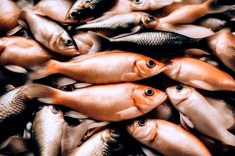 Nejméně 12 návštěvníků restaurace v centru francouzského města Bordeaux se minulý týden otrávilo botulotoxinem.jpg Nejméně 12 návštěvníků restaurace v centru francouzského města Bordeaux se minulý týden otrávilo botulotoxinem